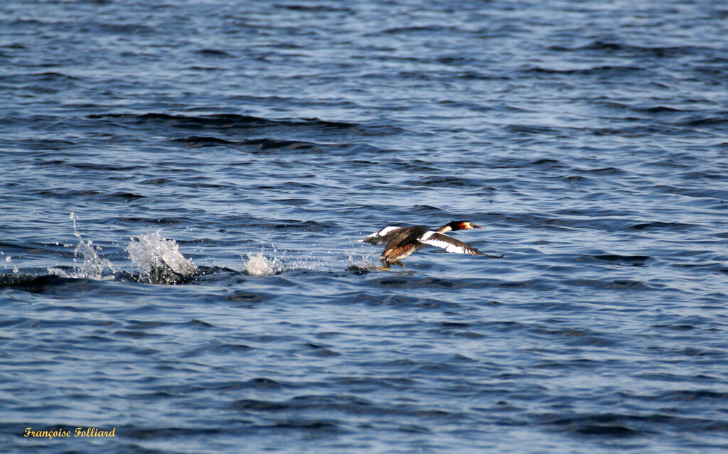 Great Crested Grebe male adult, Flight