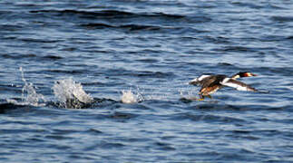 Great Crested Grebe