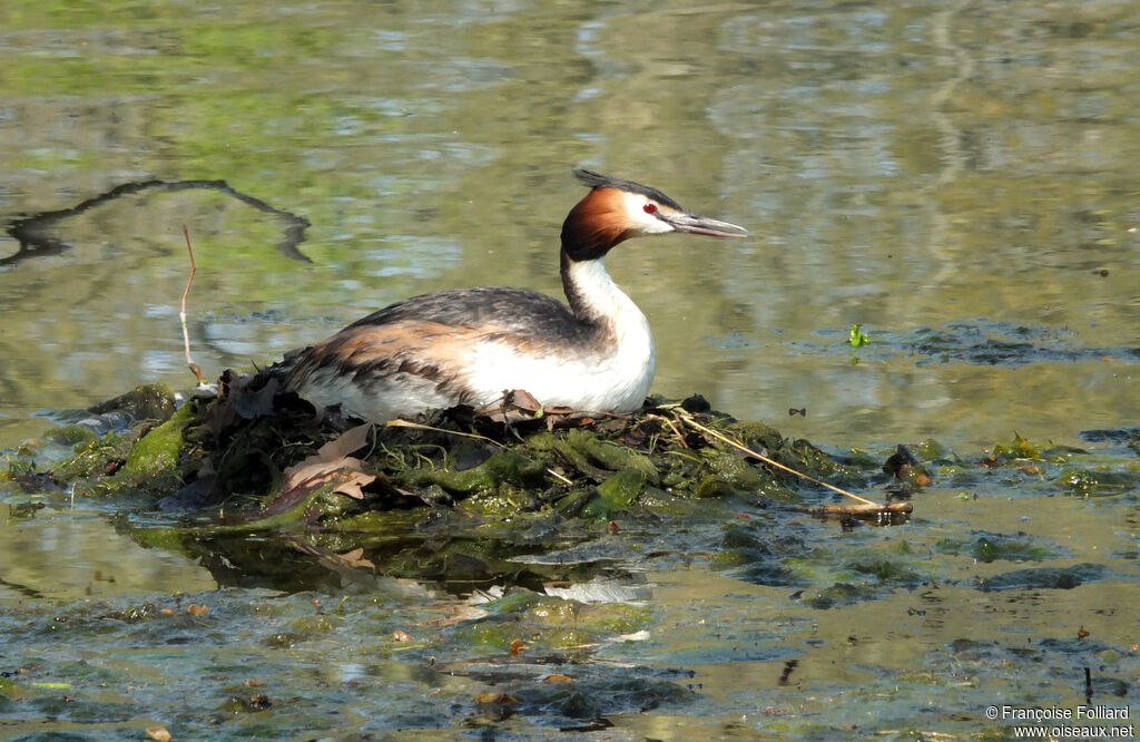 Great Crested Grebe, Reproduction-nesting