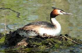 Great Crested Grebe