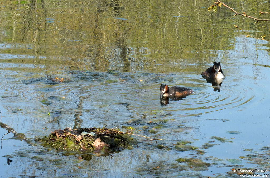 Great Crested Grebe, Reproduction-nesting