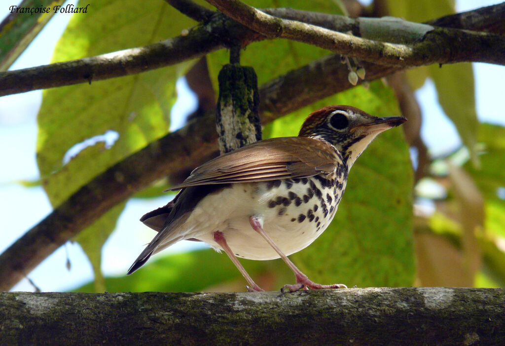 Grive des bois, identification