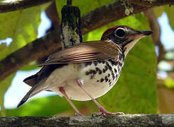 Wood Thrush