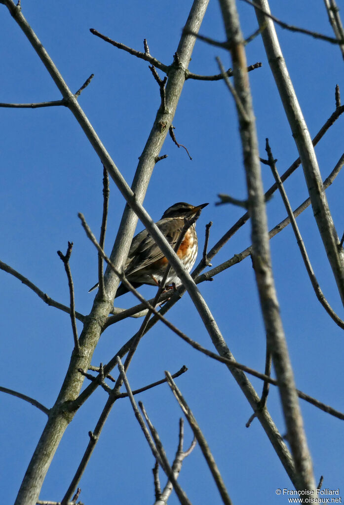 Redwing