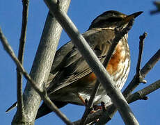 Redwing