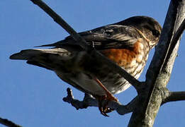 Redwing