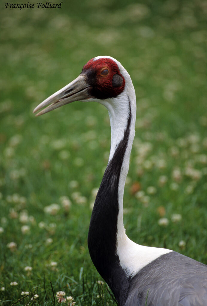 White-naped Crane, identification