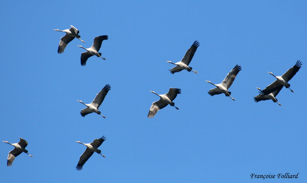 Common Craneadult, Flight