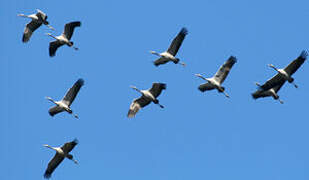 Common Crane