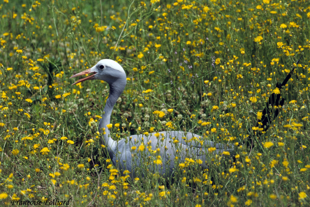 Blue Craneadult, identification