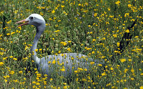 Blue Crane