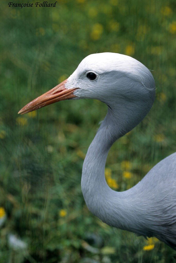 Blue Craneadult, identification