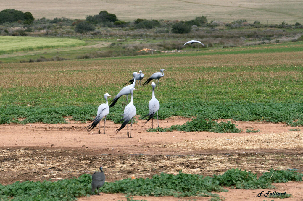 Grue de paradisadulte, identification