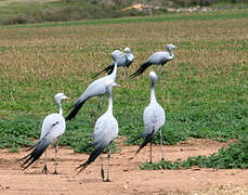 Blue Crane