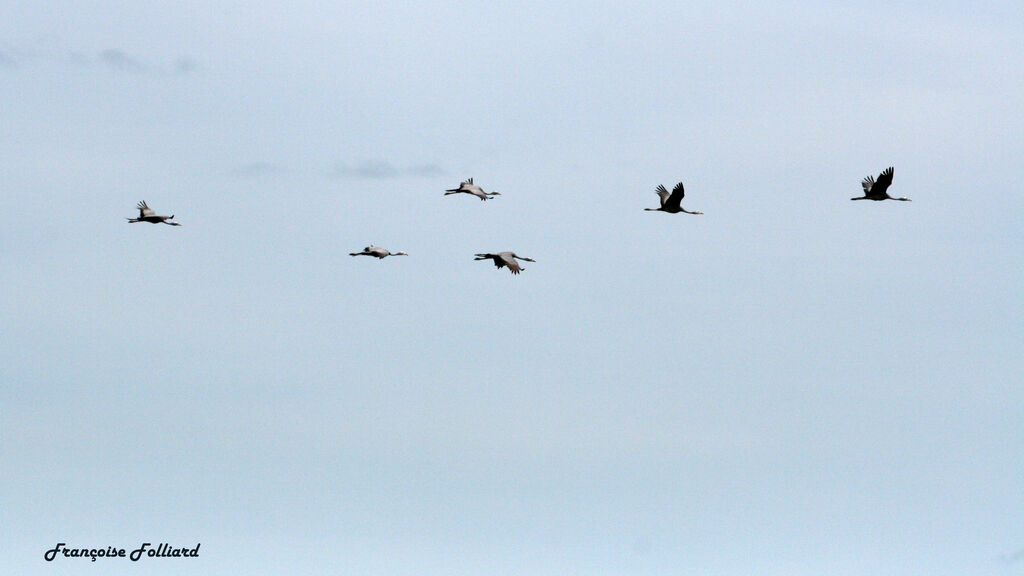 Blue Craneadult, Flight