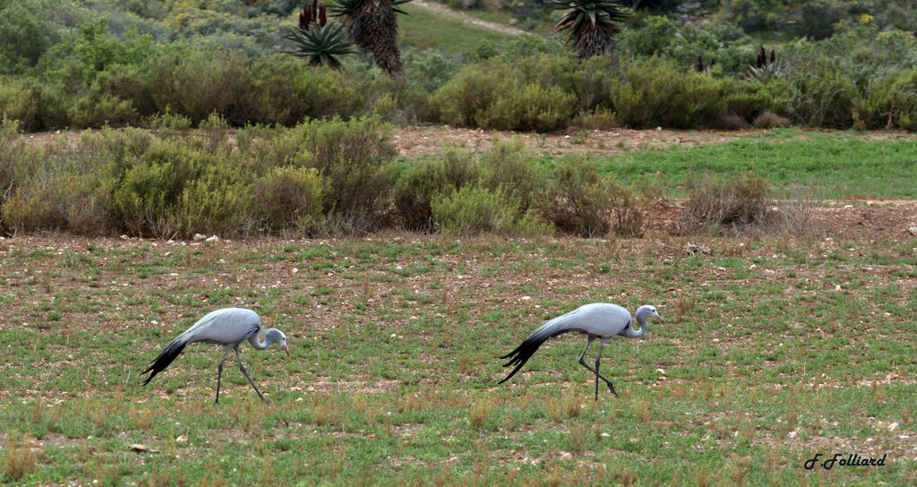 Blue Craneadult, feeding habits