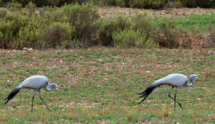 Blue Crane