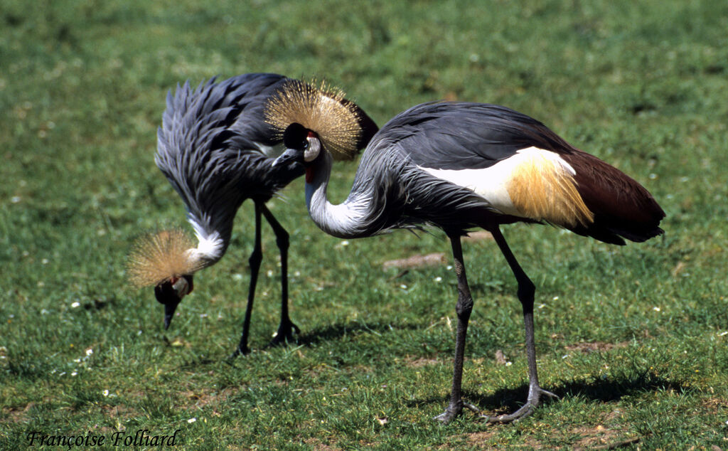 Grey Crowned Craneadult, identification