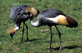 Grey Crowned Crane