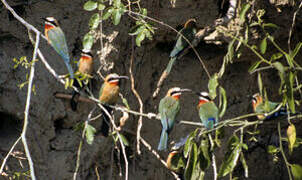 White-fronted Bee-eater