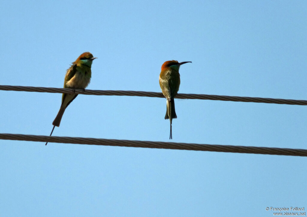 Blue-throated Bee-eater