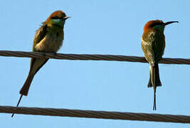 Blue-throated Bee-eater