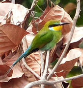 Swallow-tailed Bee-eater