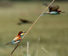 European Bee-eater