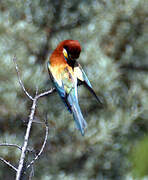 European Bee-eater