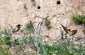 European Bee-eater