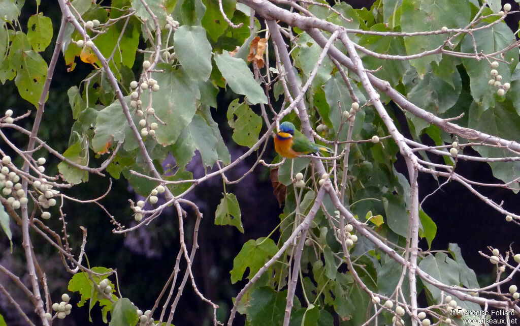 Ethiopian Bee-eater