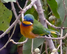 Ethiopian Bee-eater