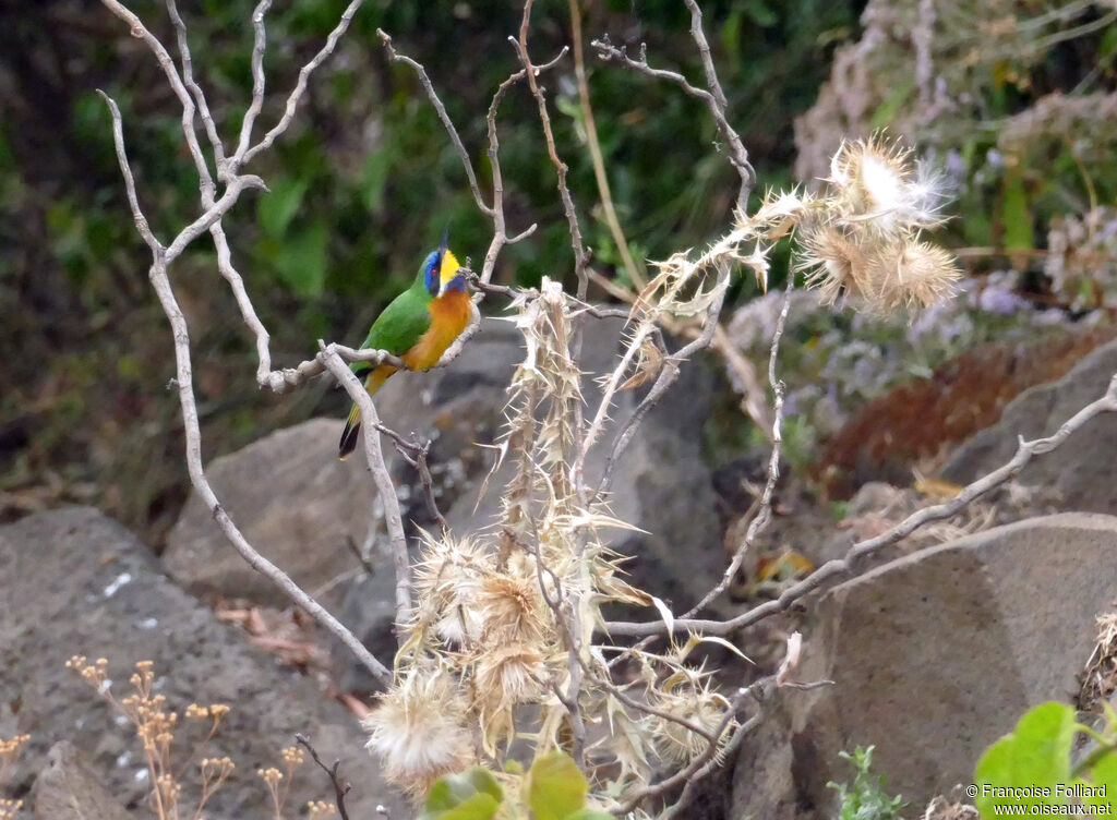 Ethiopian Bee-eater