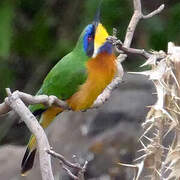 Ethiopian Bee-eater