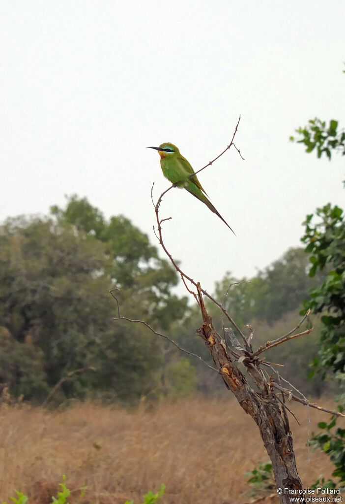 Blue-cheeked Bee-eater, identification