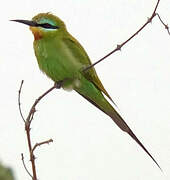 Blue-cheeked Bee-eater