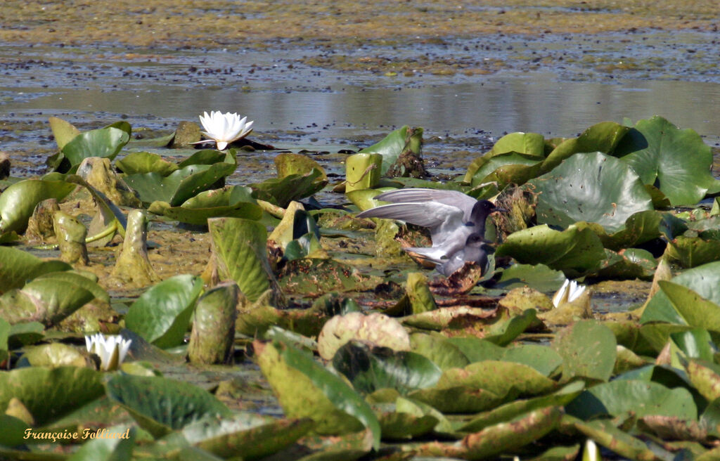 Black Tern , identification, Behaviour