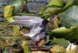 Black Tern