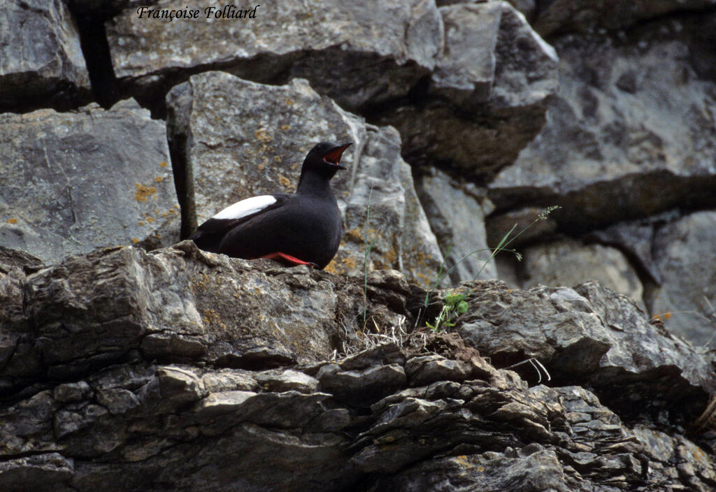 Black Guillemotadult, identification, song