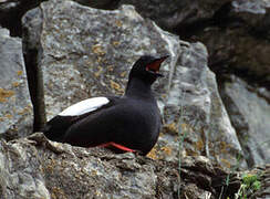 Black Guillemot