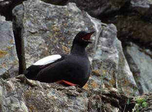 Guillemot à miroir