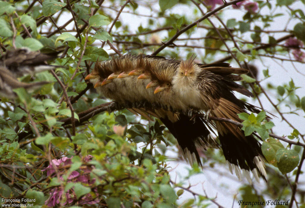 Guira Cuckoo, Behaviour