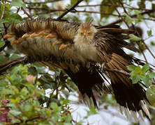 Guira Cuckoo