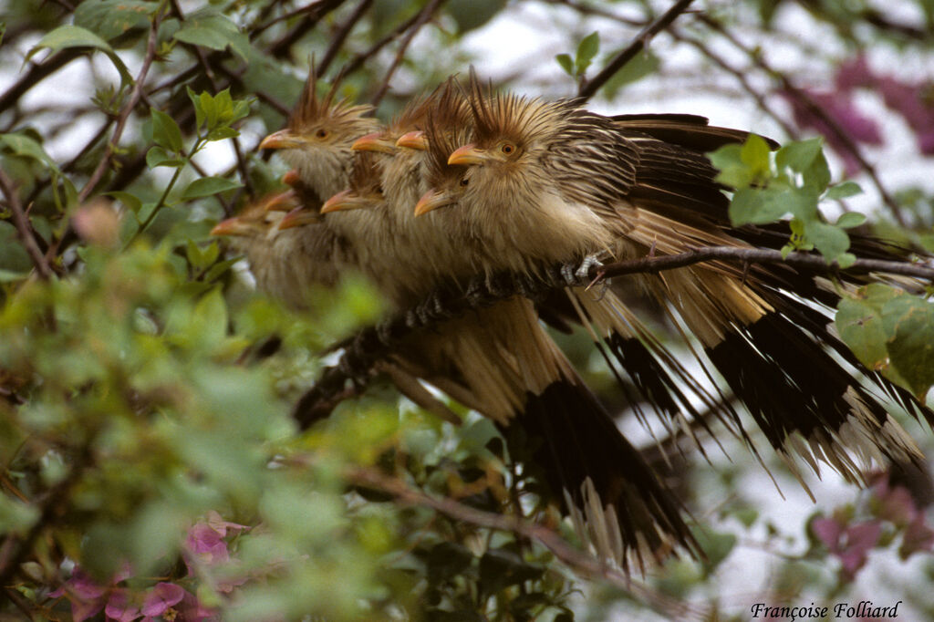 Guira cantara, Comportement