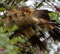 Guira Cuckoo