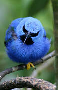 Shining Honeycreeper