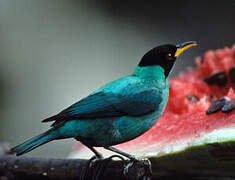 Green Honeycreeper