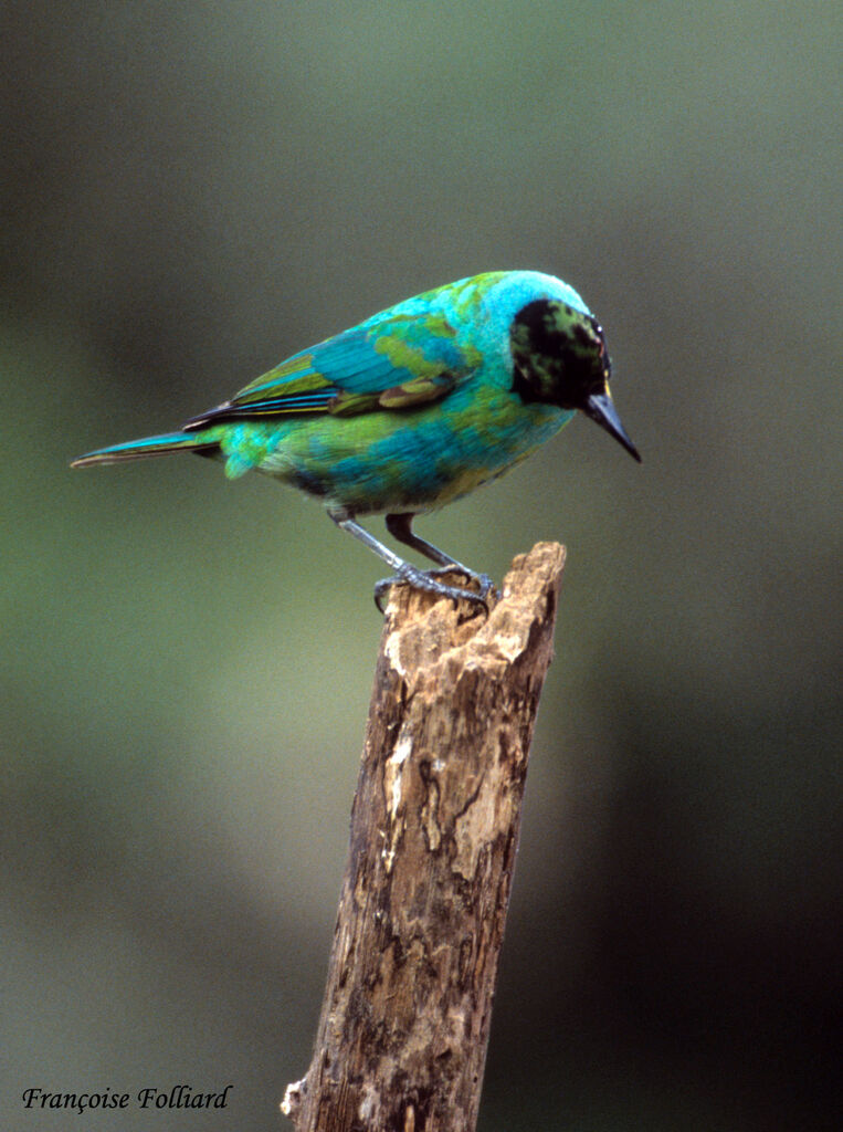 Green Honeycreeper male immature, identification