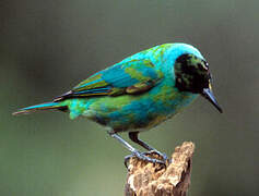 Green Honeycreeper