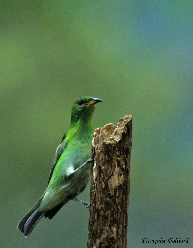 Guit-guit émeraude femelle adulte, identification